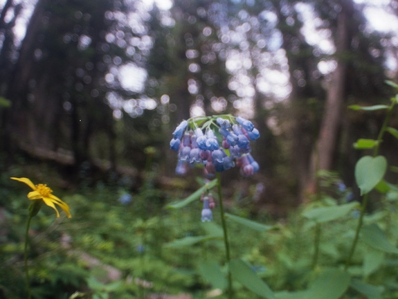 Baker Gulch Trail